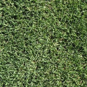 Bermuda Tifway 419