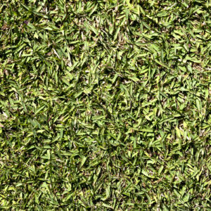 Zoysia Empire