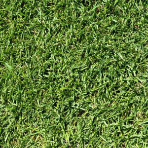 Zoysia Zeon