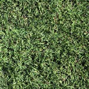 Bermuda ultra-dwarf Miniverde p18