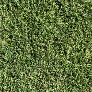 Bermuda ultra-dwarf Sunday