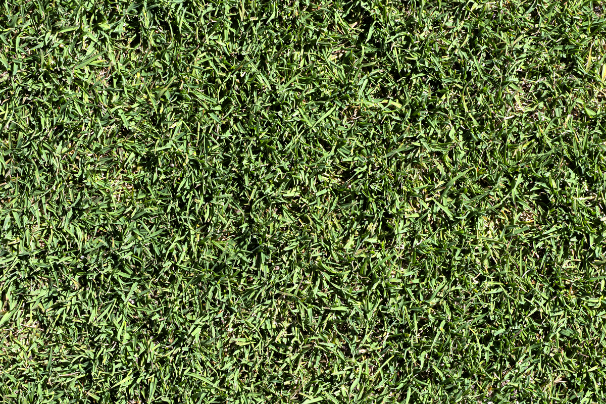 Bermuda ultra-dwarf Sunday