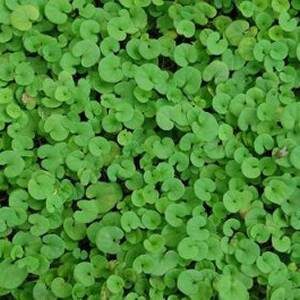 Dichondra repens