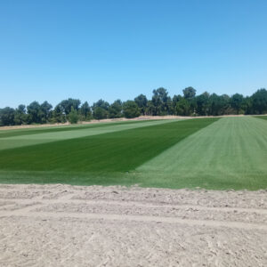 Novograss H-22 (híbrido)