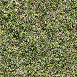 Zoysia L1F