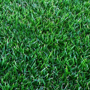 Zoysia Geo