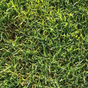 Paspalum Sealsle 2000