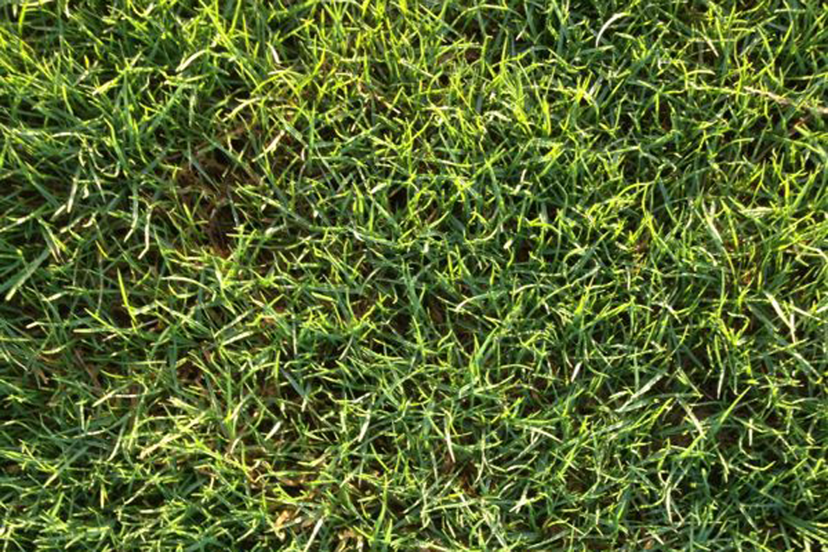 Paspalum Sealsle 2000