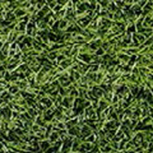 Zoysia Lazer