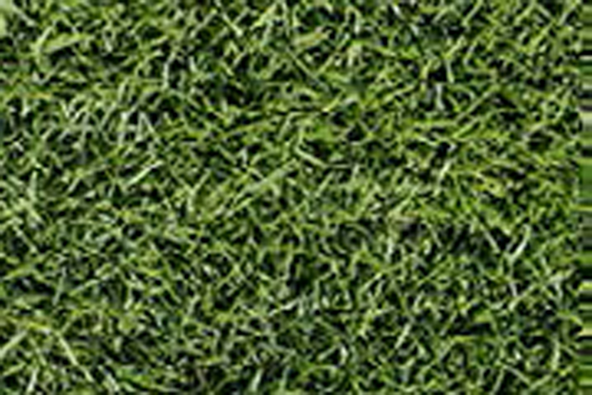 Zoysia Lazer