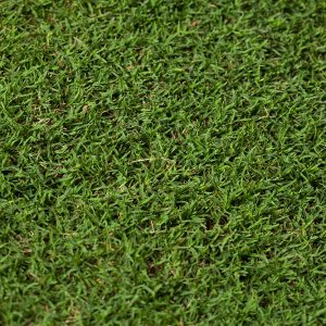Bermuda ultra-dwarf TifEagle