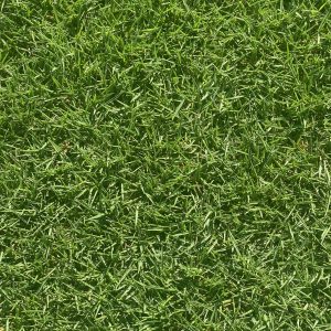 Zoysia Stadium